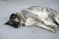 Gray stray dog lying on the street Royalty Free Stock Photo