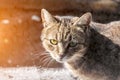 Gray street cat with green eyes. Strict look. Blurred background.