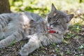 Gray street cat licking wool closeup at spring