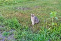 Gray street cat outdoor