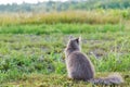 Gray street cat outdoor