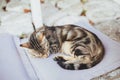 Gray street cat sleeping in park background Royalty Free Stock Photo