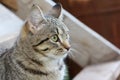 Gray street cat watchfully looking afar Royalty Free Stock Photo