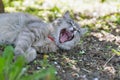 Gray street cat yawning closeup at spring