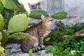 Gray striped adult cat sits on the ground surrounded by cacti