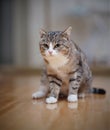 Gray striped angry cat with white paws, sits.