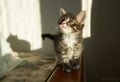 Gray striped brown kitten playing and grabbing on a white background with sunlight space text Royalty Free Stock Photo