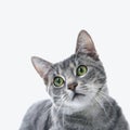 Gray striped cat. Royalty Free Stock Photo