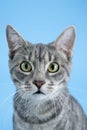 Gray striped cat. Royalty Free Stock Photo