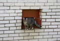 Gray striped cat in the basement window on a white brick wall Royalty Free Stock Photo