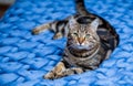 Gray striped cat on a blue knitted background. Beautiful adult cat