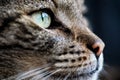 Gray striped cat, closeup detail on his green eye Royalty Free Stock Photo