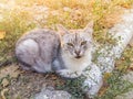 Gray striped cat lies on the grass at sunset in the autumn. Royalty Free Stock Photo
