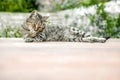 Gray striped cat lies relaxed on floor of veranda and licks his paw, copy space