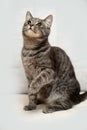 Gray striped cat on a light background Royalty Free Stock Photo