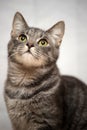Gray striped cat on a light background Royalty Free Stock Photo