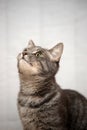 Gray striped cat on a light background Royalty Free Stock Photo