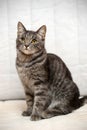 Gray striped cat on a light background Royalty Free Stock Photo