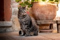 Gray striped cat looking aside while sitting Royalty Free Stock Photo