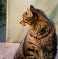 Gray striped cat looking aside while sitting Royalty Free Stock Photo