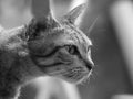 gray striped cat looking at something Royalty Free Stock Photo