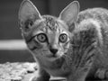 gray striped cat looking at something Royalty Free Stock Photo