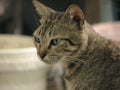 gray striped cat looking at something Royalty Free Stock Photo