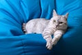 A gray striped cat is lying on a big blue pillow Royalty Free Stock Photo