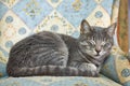 Gray striped cat lying on a cozy armchair and sleepi Royalty Free Stock Photo