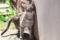 Gray striped cat rubs its face against the door with a pleased look Royalty Free Stock Photo