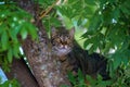 Gray striped cat sitting on the tree looking aside through branches Royalty Free Stock Photo