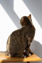 A gray striped cat turned back sitting on a wooden table. Pet portrait with shadows Royalty Free Stock Photo