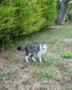 Gray striped cat with white bib front