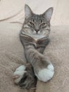 A gray striped cat with white spots and green eyes sits on the couch on a peach blanket