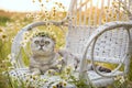 A gray striped cat in a wreath of flowers sits in a white wicker chair in a flower field