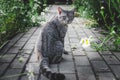 A gray striped domestic cat sits on a stone-paved walkway between daisy bushes