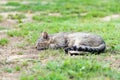 Gray striped domestic male cat lie down, sleeping and relax on the grass Royalty Free Stock Photo