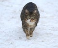 Gray striped fat green-eyed cat walks in the snow Royalty Free Stock Photo