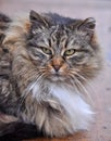 Gray striped fluffy cat Royalty Free Stock Photo