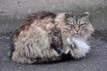 Gray striped fluffy cat Royalty Free Stock Photo
