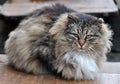 Gray striped fluffy cat Royalty Free Stock Photo