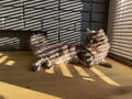 Gray striped fluffy cat. Siberian kitten with green eyes Royalty Free Stock Photo