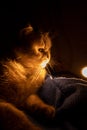 gray striped fluffy purebred british cat sits in the dark on a blue plaid. in the background a lantern shines with warm light Royalty Free Stock Photo
