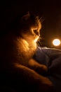 gray striped fluffy purebred british cat sits in the dark on a blue plaid. in the background a lantern shines with warm light Royalty Free Stock Photo