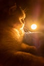 gray striped fluffy purebred british cat sits in the dark on a blue plaid. in the background a lantern shines with warm light Royalty Free Stock Photo