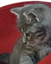Gray striped kitten on the background of a red hat Royalty Free Stock Photo