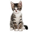 Gray striped kitten with a sad grimace Royalty Free Stock Photo