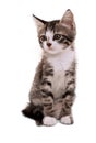Gray striped kitten with a sad grimace Royalty Free Stock Photo