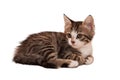 Gray striped kitten with a sad grimace Royalty Free Stock Photo