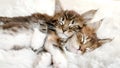 Gray Striped Kittens Sleeping. Kitty Sleeping on a Fur White Blanket. Baby Cat Sleeping. Concept of Adorable Cat Pets. Royalty Free Stock Photo